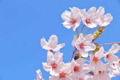 奈良の香芝市の株式会社ヨネヤの外壁塗装と屋根塗装の春